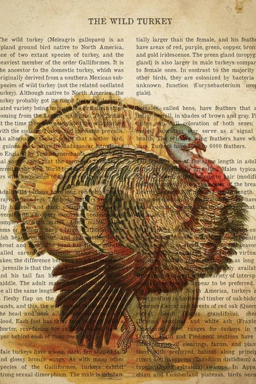 Vintage Wild Turkey Print