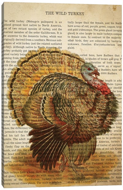 Vintage Wild Turkey Print Canvas Art Print - Animal Illustrations