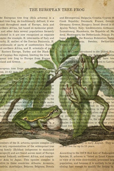Frogs: Vintage Tree Frog Print by Aged Pixel