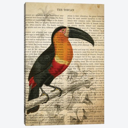 Vintage Toucan Print Canvas Print #ADP3285} by Aged Pixel Canvas Art
