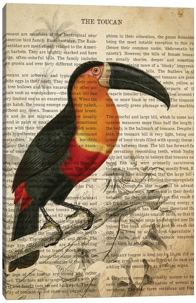Vintage Toucan Print Canvas Art Print - Toucan Art