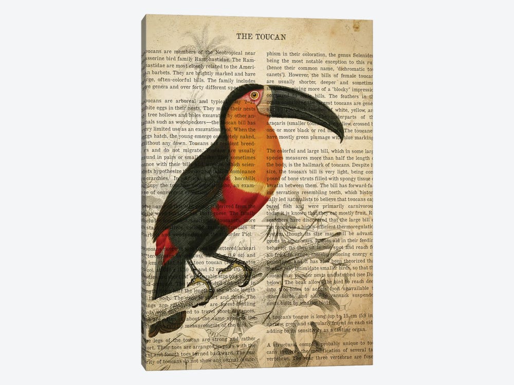 Vintage Toucan Print by Aged Pixel 1-piece Canvas Art