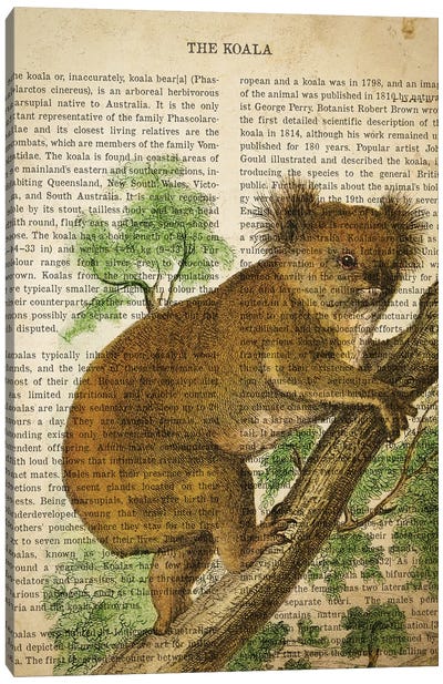 Vintage Koala Print Canvas Art Print - Koala Art