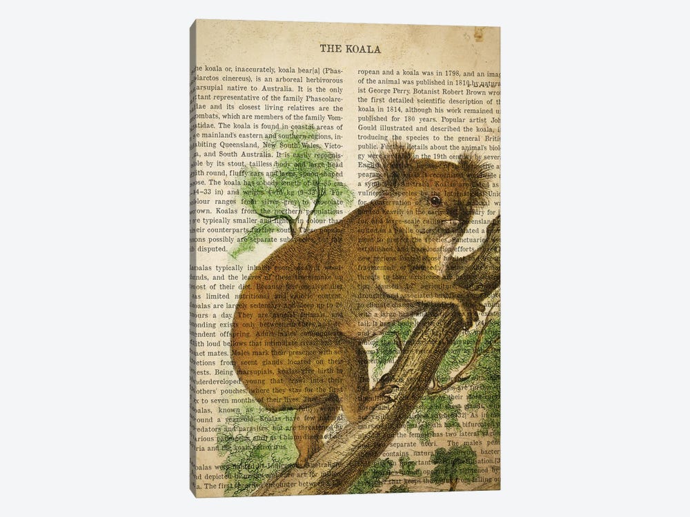 Vintage Koala Print by Aged Pixel 1-piece Canvas Print
