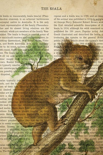 Koalas: Vintage Koala Print by Aged Pixel