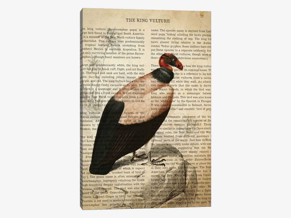 Vintage King Vulture Print by Aged Pixel 1-piece Canvas Wall Art