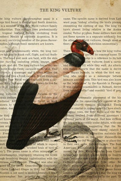 Vultures: Vintage King Vulture Print by Aged Pixel