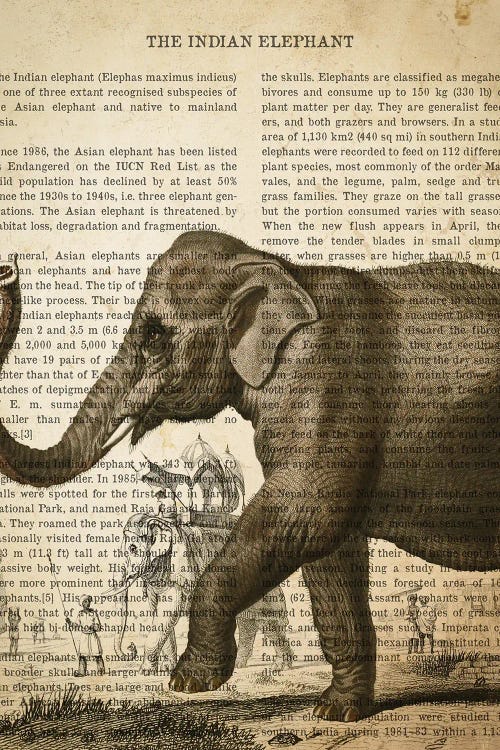 Vintage Elephant Print