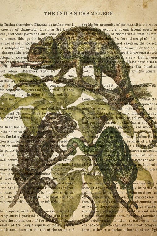 Vintage Indian Chameleon Print