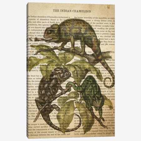 Vintage Indian Chameleon Print Canvas Print #ADP3293} by Aged Pixel Canvas Wall Art