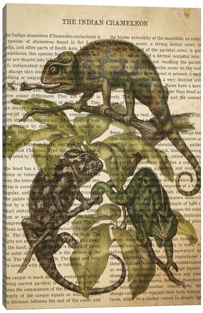 Vintage Indian Chameleon Print Canvas Art Print - Chameleons