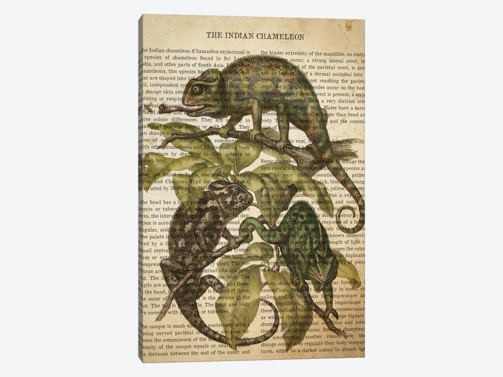 Vintage Indian Chameleon Print by Aged Pixel 1-piece Canvas Art Print