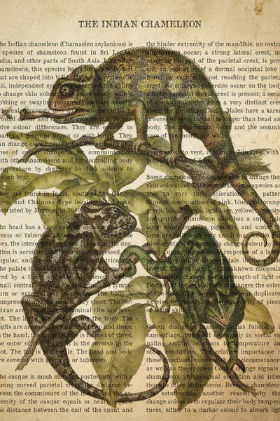 Chameleons: Vintage Indian Chameleon Print by Aged Pixel