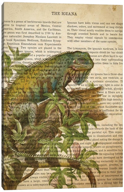 Vintage Iguana Print Canvas Art Print - Iguanas