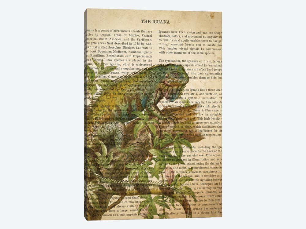 Vintage Iguana Print by Aged Pixel 1-piece Canvas Art
