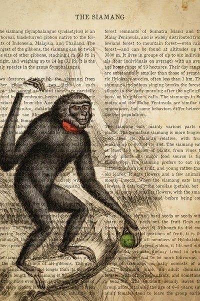 Vintage Animal Illustrations: Vintage Siamang Print by Aged Pixel