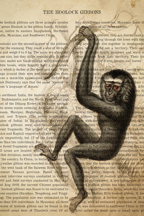 Vintage Hoolock Gibbons Print