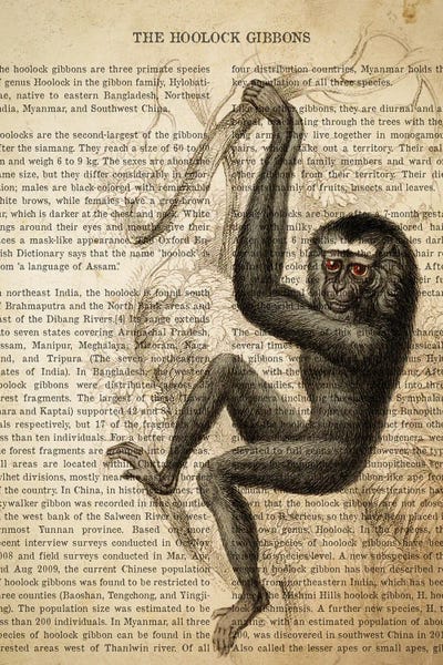 Vintage Animal Illustrations: Vintage Hoolock Gibbons Print by Aged Pixel