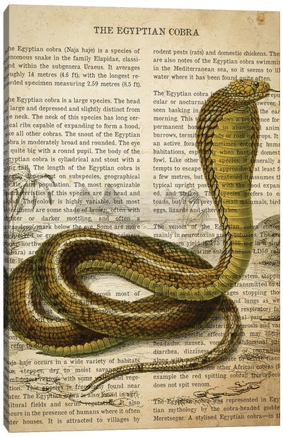 Vintage Egyptian Cobra Print Canvas Art Print - Snake Art