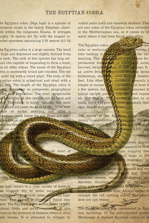 Vintage Egyptian Cobra Print by Aged Pixel wall art