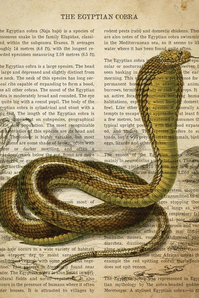 Snakes: Vintage Egyptian Cobra Print by Aged Pixel