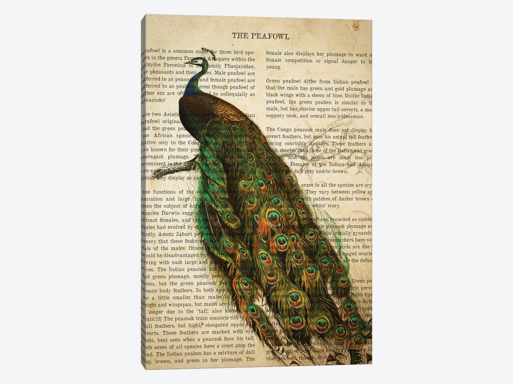 Vintage Peafowl Print by Aged Pixel 1-piece Canvas Print