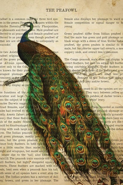 Peacocks: Vintage Peafowl Print by Aged Pixel