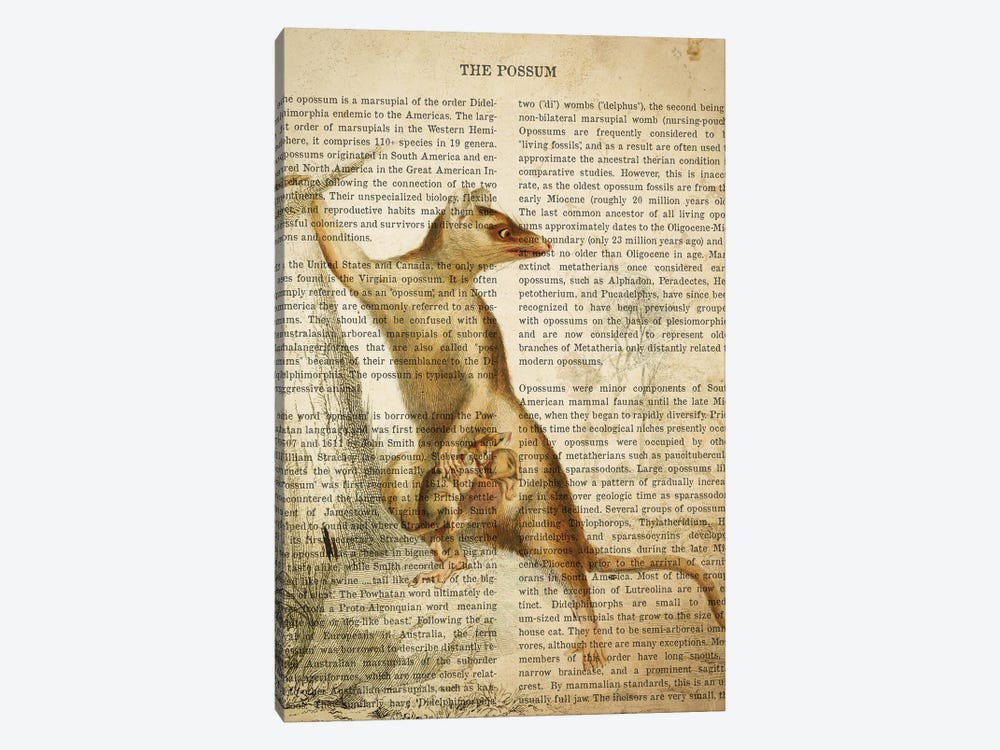 Vintage Possum Print by Aged Pixel 1-piece Canvas Art