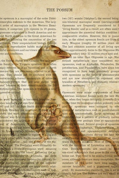 Possums: Vintage Possum Print by Aged Pixel