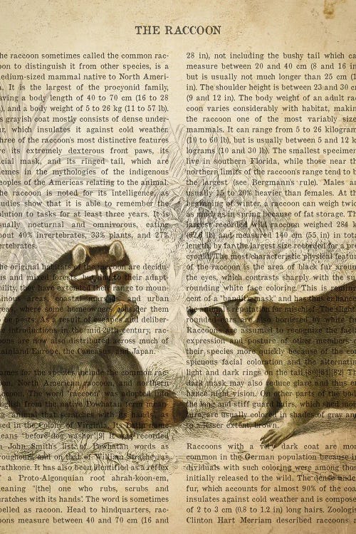 Vintage Raccoon Print