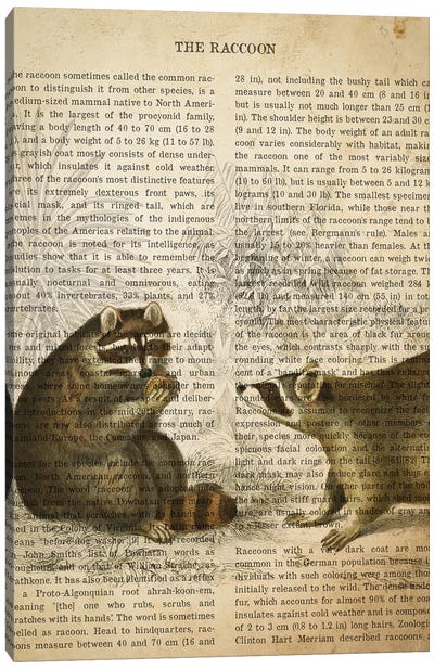 Vintage Raccoon Print Canvas Art Print - Raccoon Art