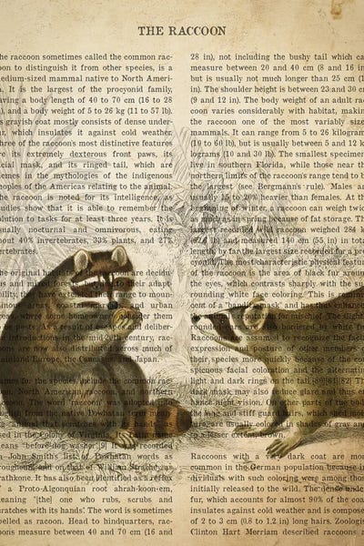 Vintage Animal Illustrations: Vintage Raccoon Print by Aged Pixel