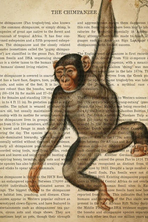 Vintage Chimpanzee Print