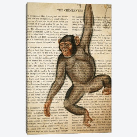 Vintage Chimpanzee Print Canvas Print #ADP3302} by Aged Pixel Canvas Artwork