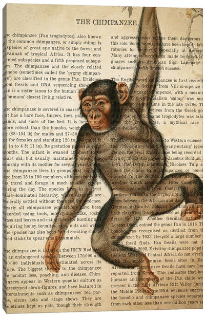 Vintage Chimpanzee Print Canvas Art Print - Chimpanzee Art