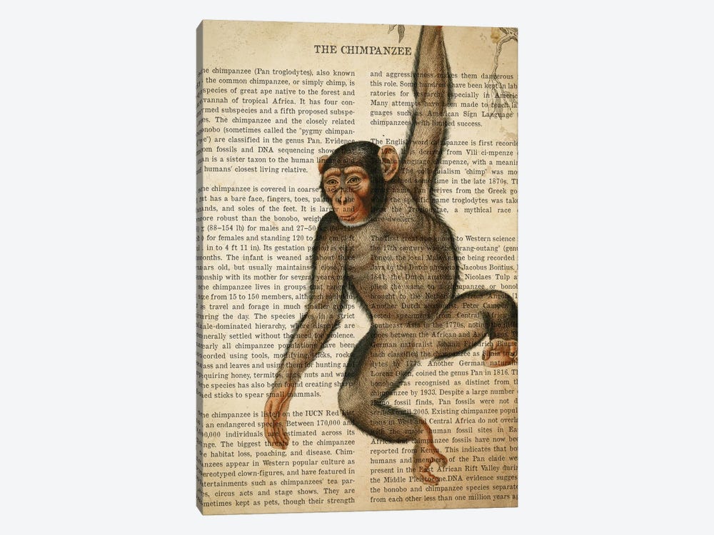 Vintage Chimpanzee Print by Aged Pixel 1-piece Canvas Wall Art