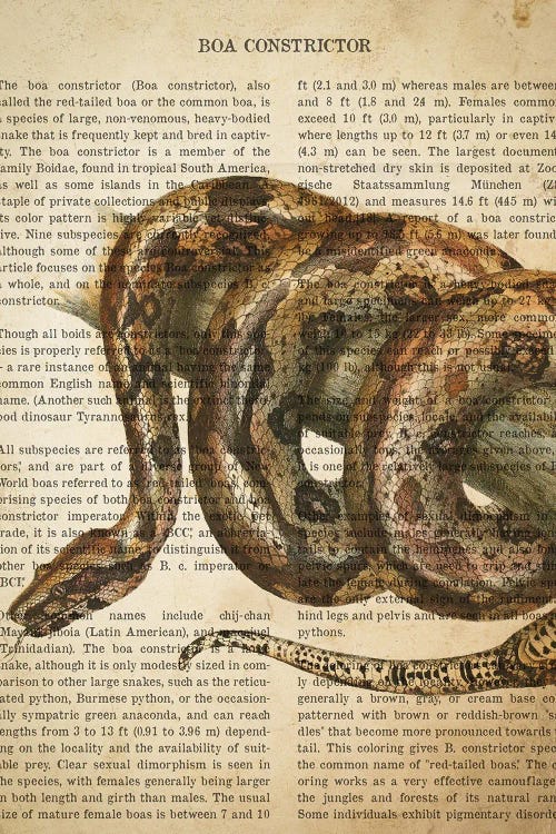Vintage Boa Constrictor Print