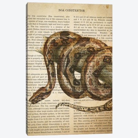 Vintage Boa Constrictor Print Canvas Print #ADP3303} by Aged Pixel Canvas Artwork