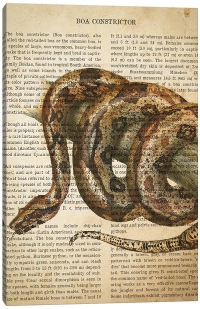 Vintage Boa Constrictor Print Canvas Art Print - Animal Illustrations