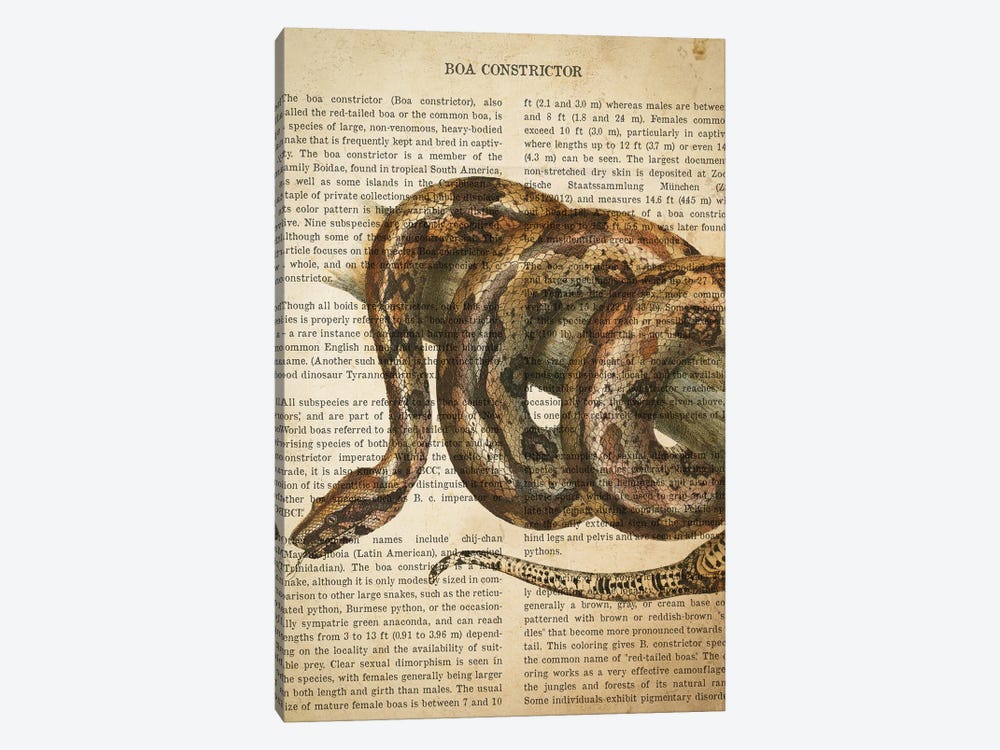 Vintage Boa Constrictor Print by Aged Pixel 1-piece Canvas Print