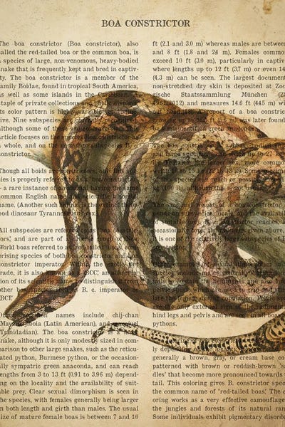 Snakes: Vintage Boa Constrictor Print by Aged Pixel