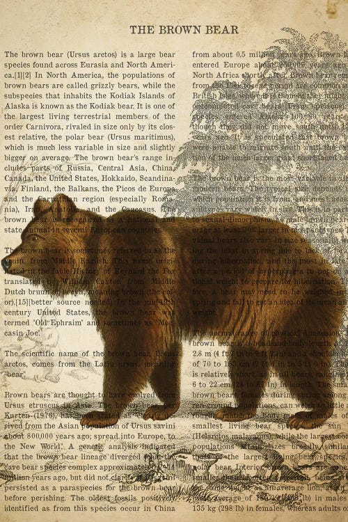 Vintage Brown Bear Print