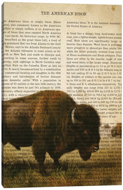 Vintage American Bison Print Canvas Art Print - Animal Illustrations