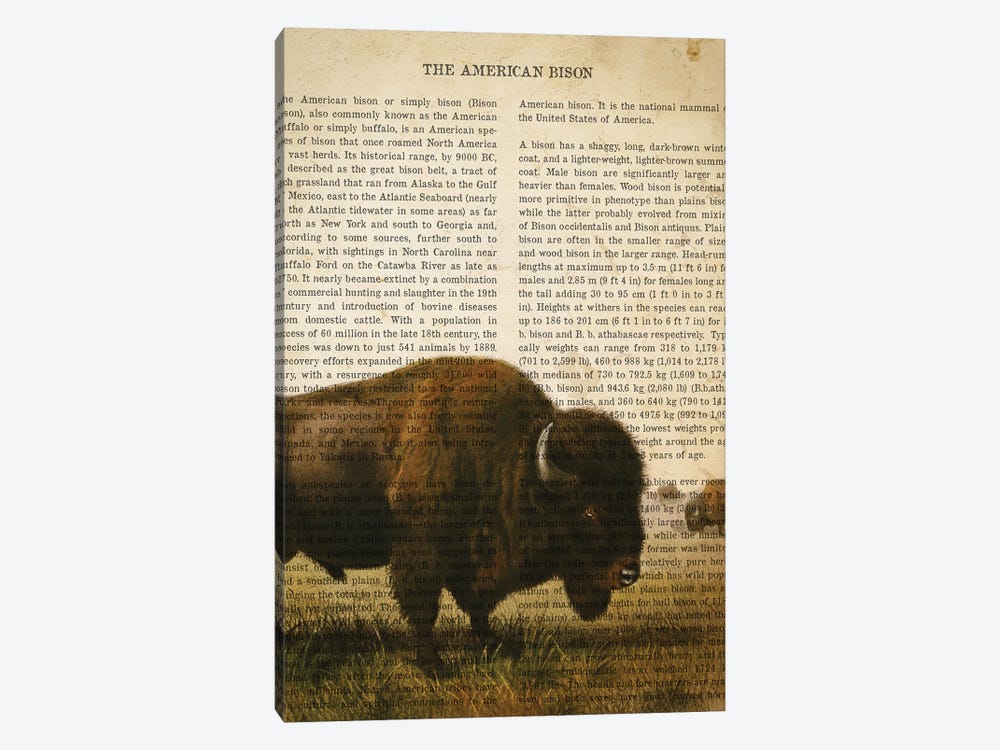 Vintage American Bison Print by Aged Pixel 1-piece Canvas Art Print