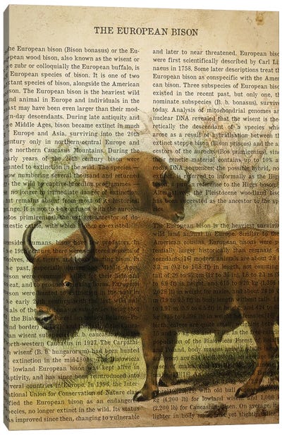 Vintage European Bison Print Canvas Art Print - Animal Illustrations