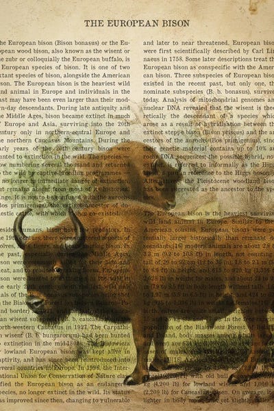 Vintage Animal Illustrations: Vintage European Bison Print by Aged Pixel