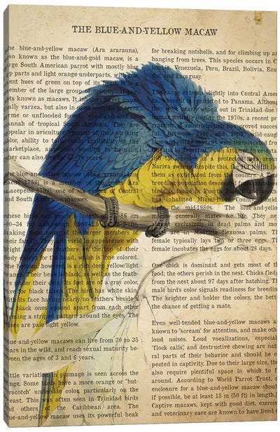 Vintage Blue And Yellow Macaw Print Canvas Art Print - Parrot Art