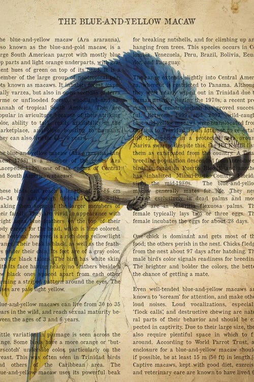 Vintage Blue And Yellow Macaw Print