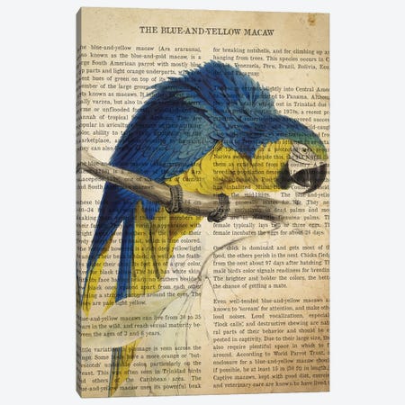 Vintage Blue And Yellow Macaw Print Canvas Print #ADP3307} by Aged Pixel Art Print