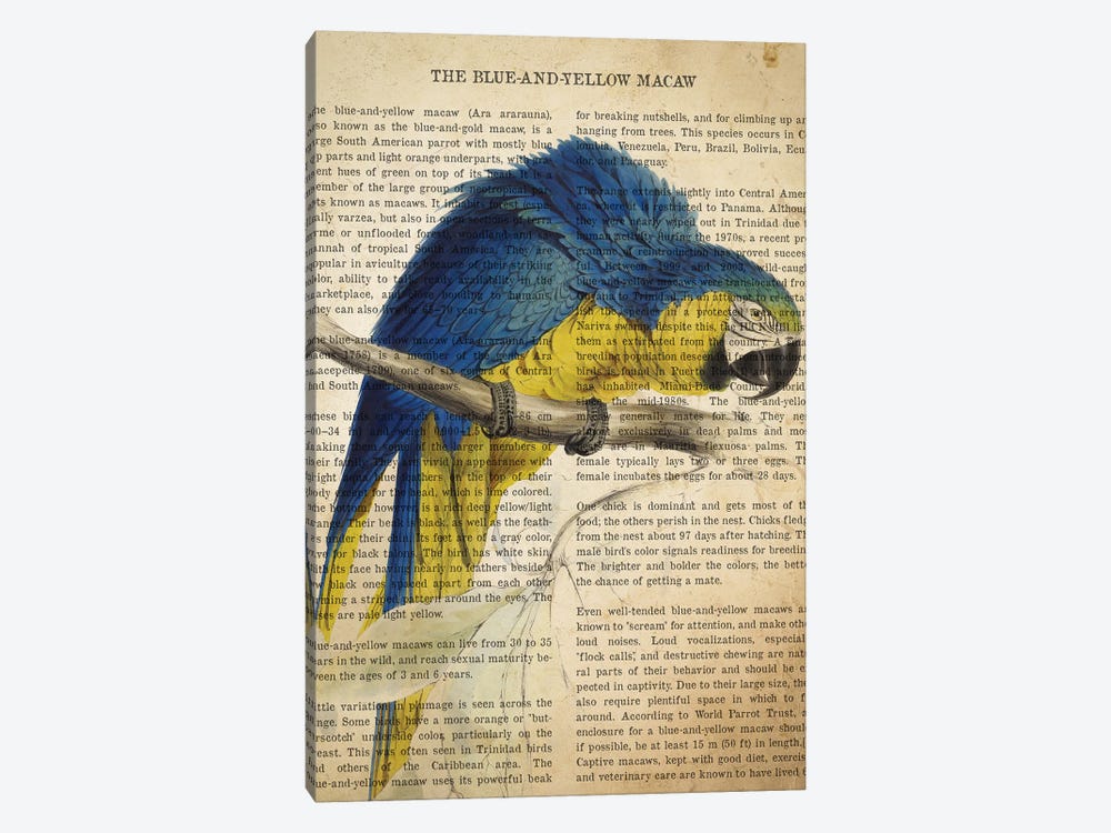 Vintage Blue And Yellow Macaw Print by Aged Pixel 1-piece Canvas Print